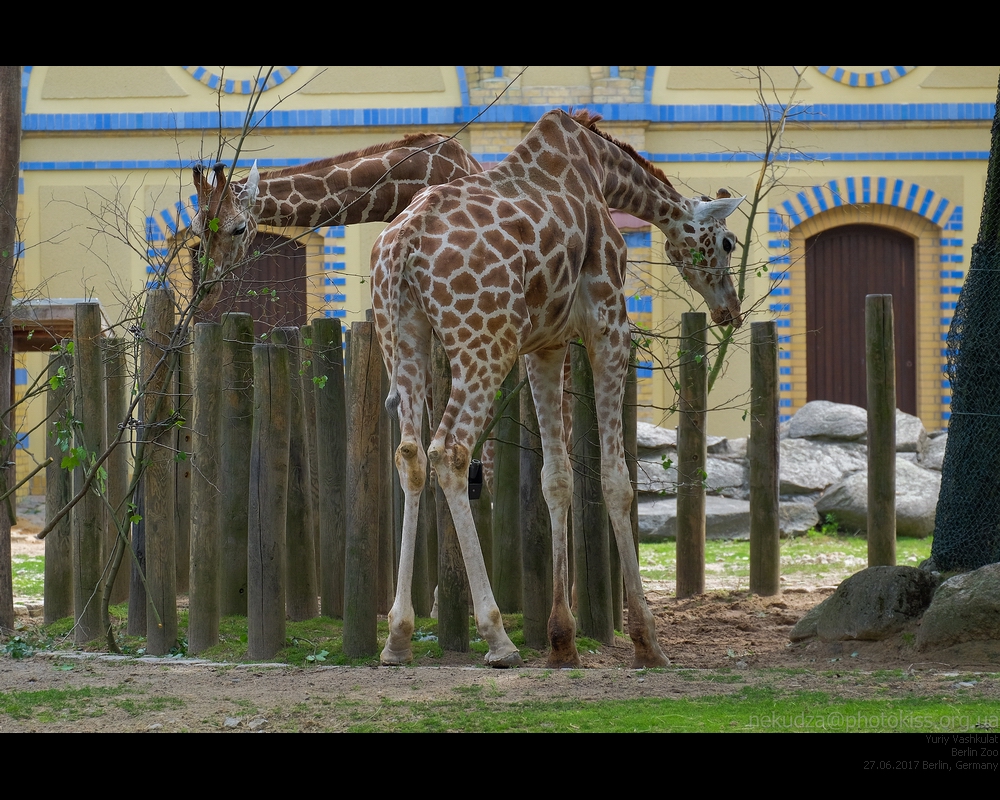 Берлинский зоопарк фотографии