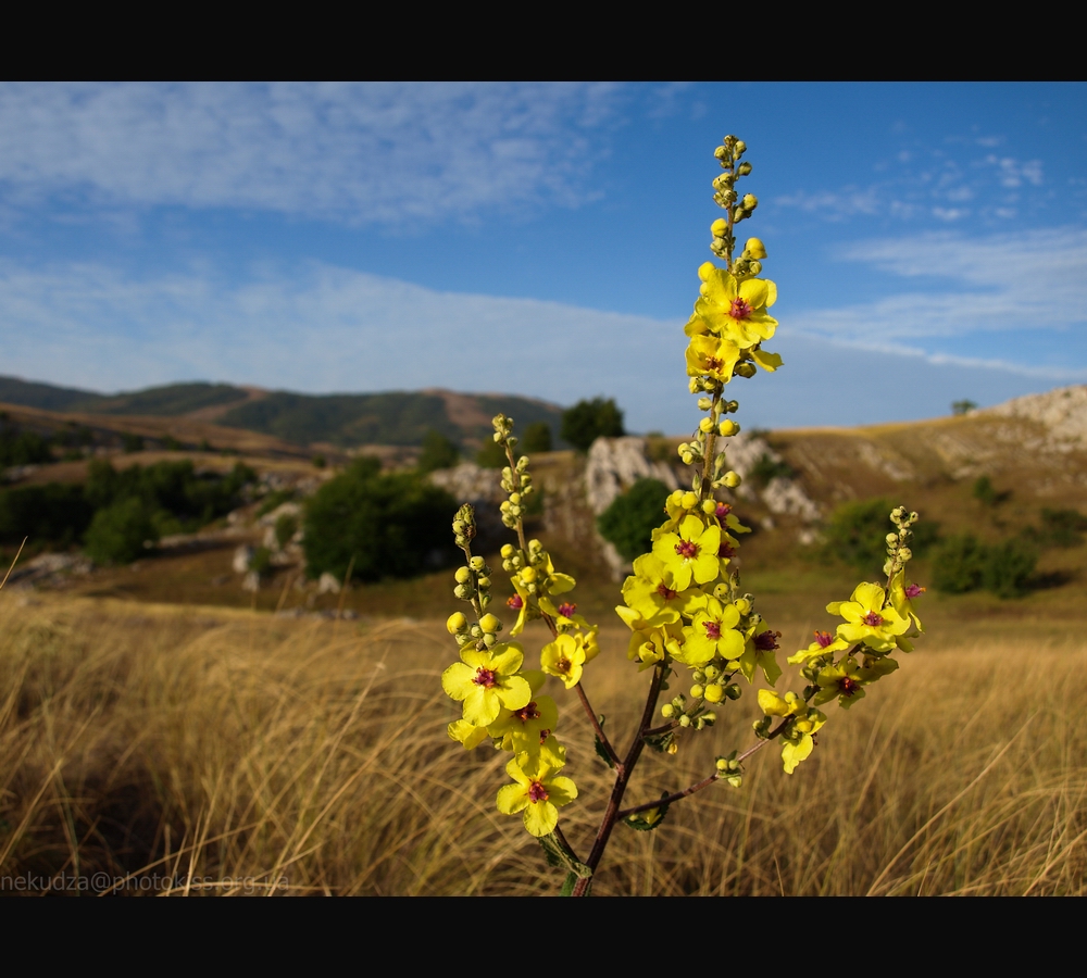 Цветок коровяка на плато Караби