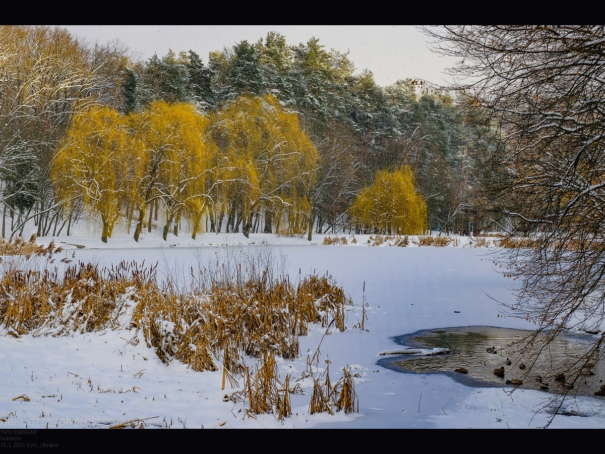Зима в Голосеевском парке