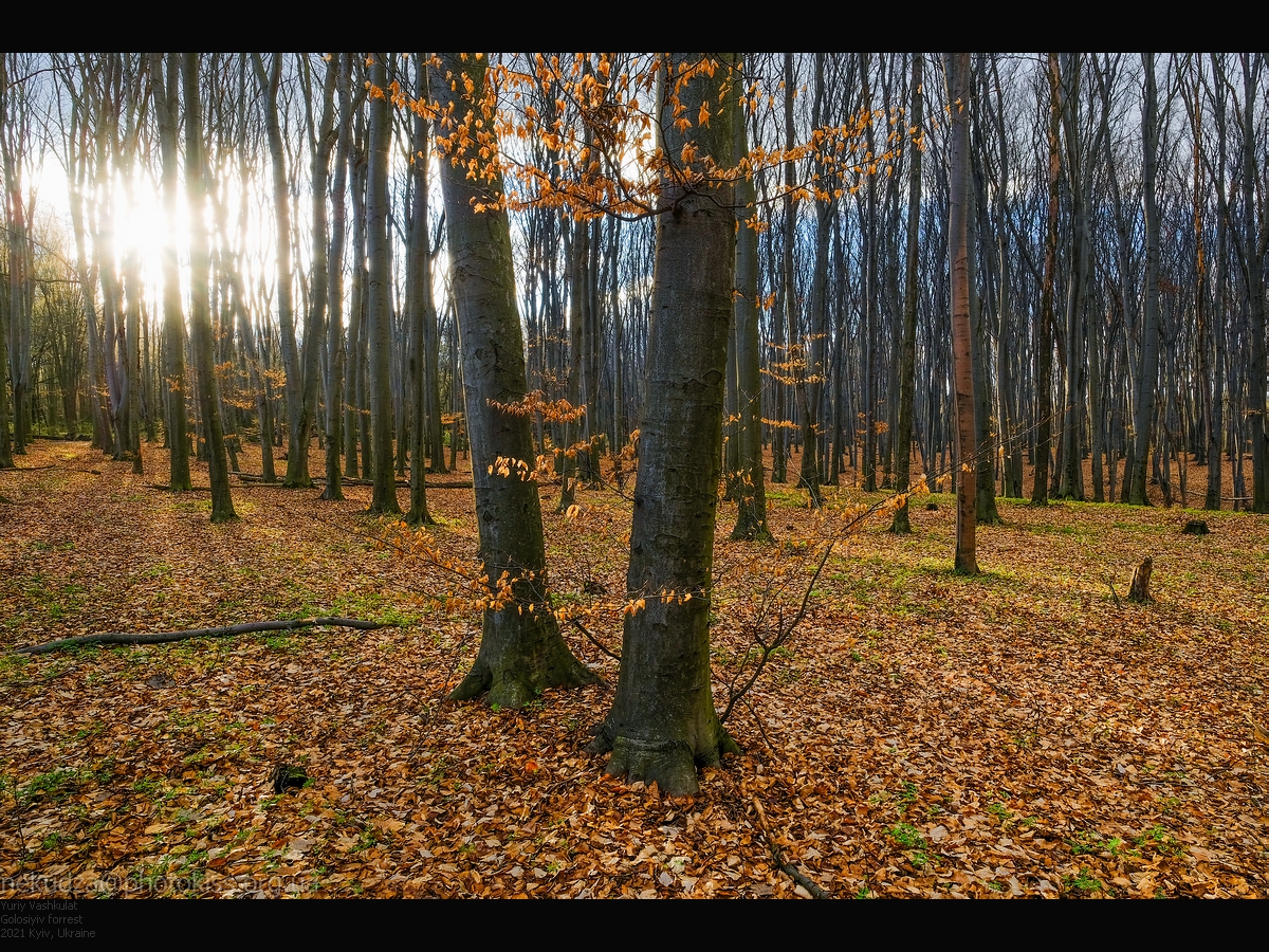Голосеевский лес