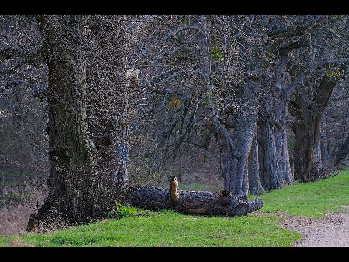 Дідорівські ставки навесні