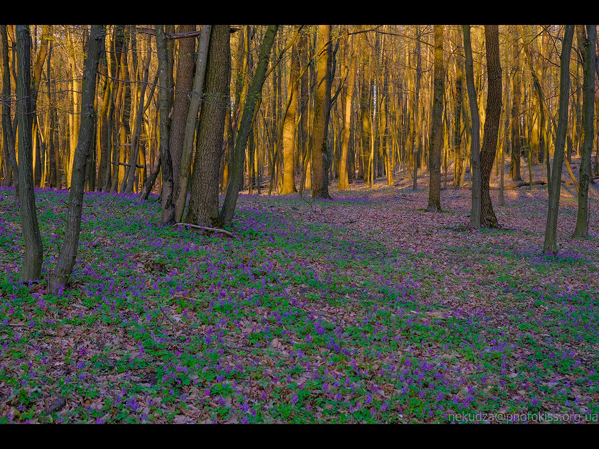 Квітіння рясту порожнистого в Голосіївському лісі