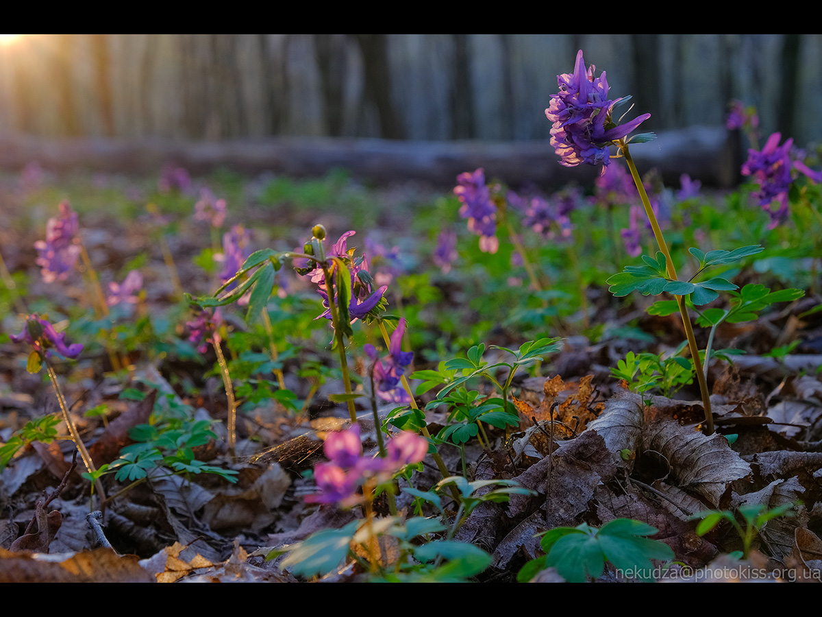 Ряст порожнистий