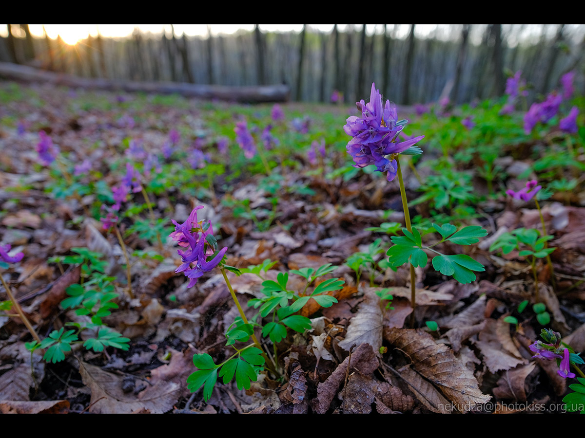 Ряст порожнистий