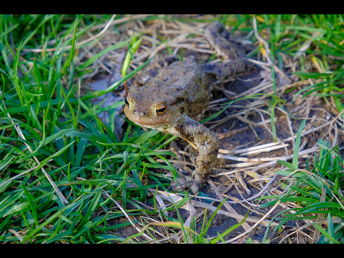 Ропуха звичайна