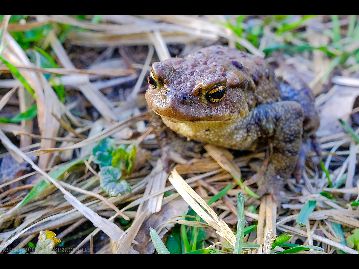 Ропуха звичайна