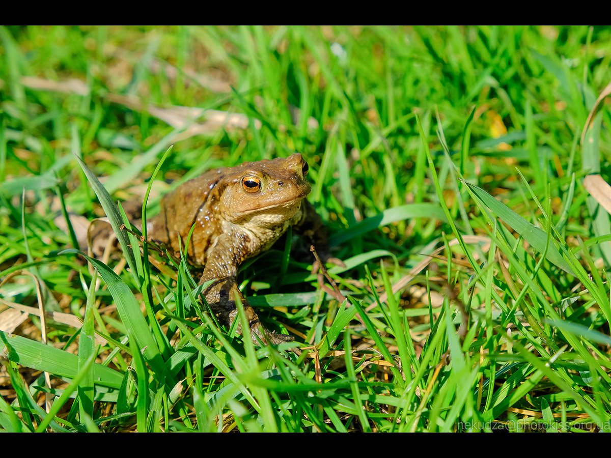 Ропуха звичайна