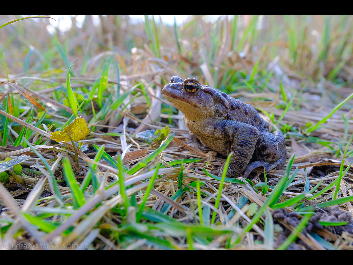 Ропуха звичайна