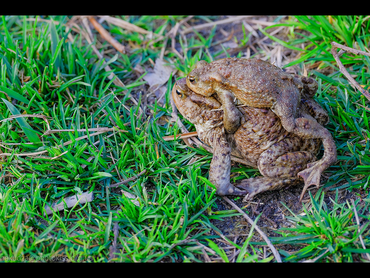 Нерест у земноводних