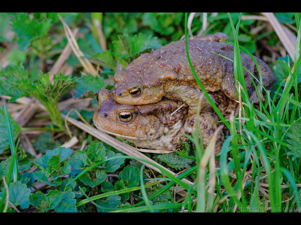 Нерест у земноводних
