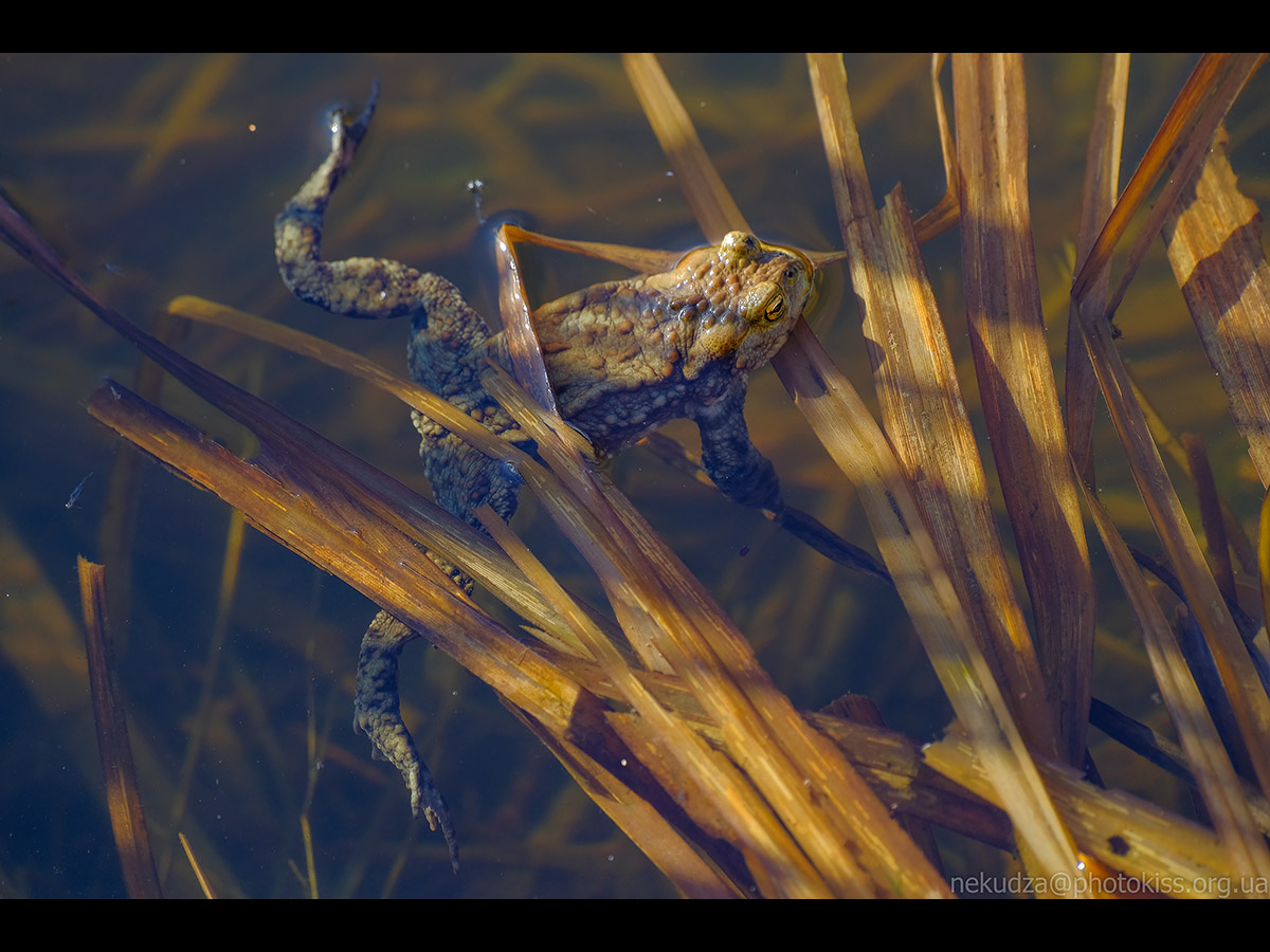 Нерест у земноводних