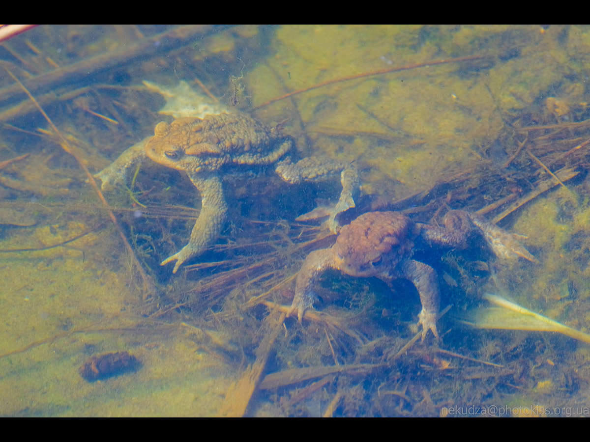 Нерест у земноводних