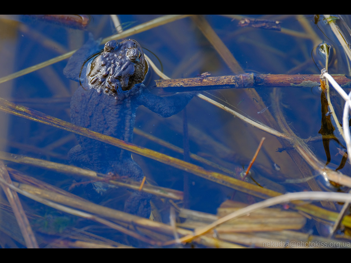Ропуха звичайна