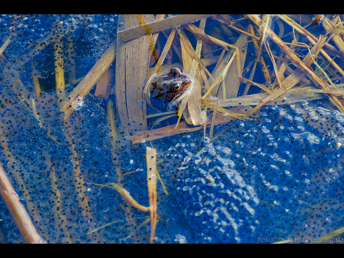 Жаба трав'яна серед ікри
