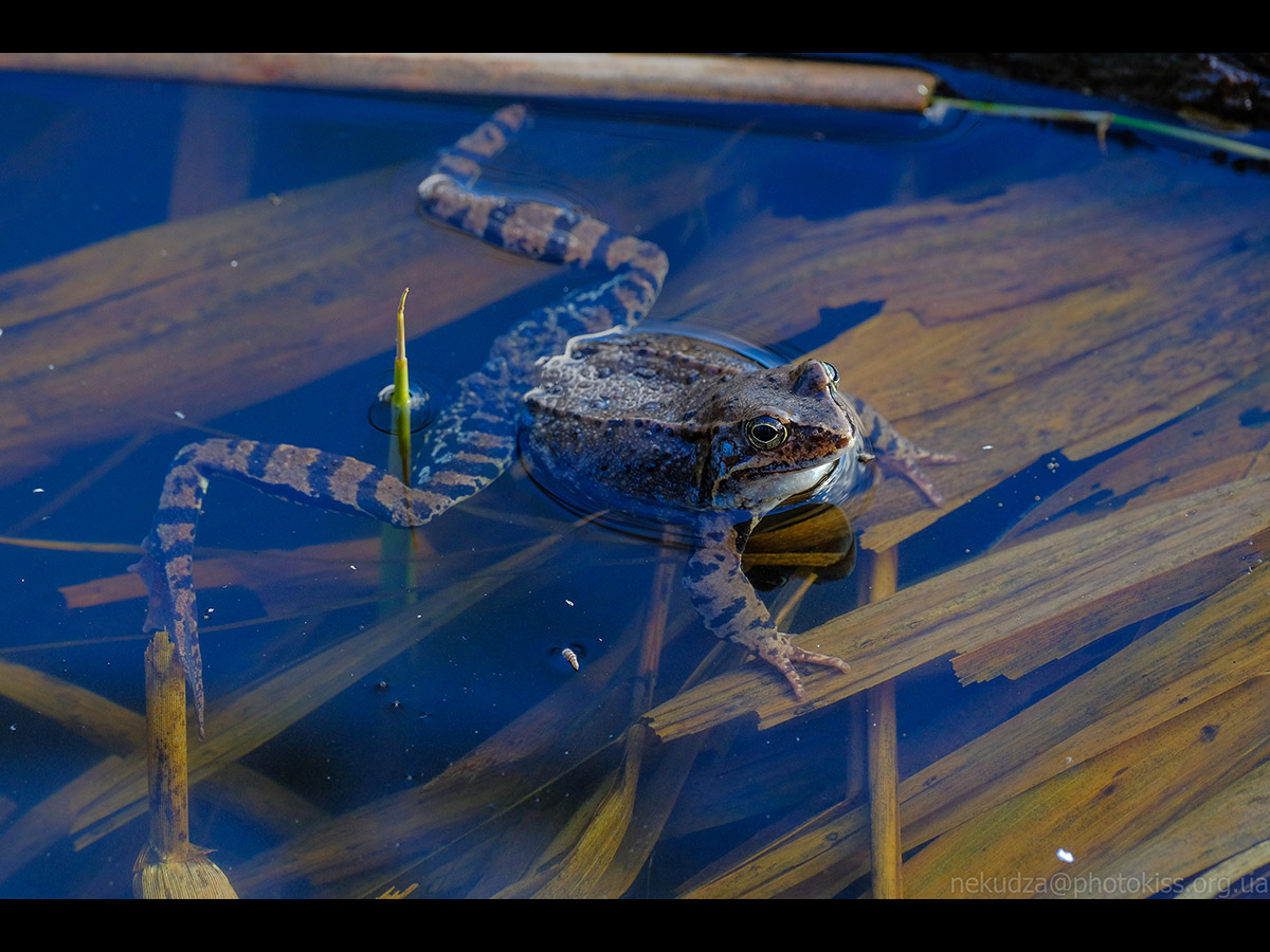 Жаба гостроморда