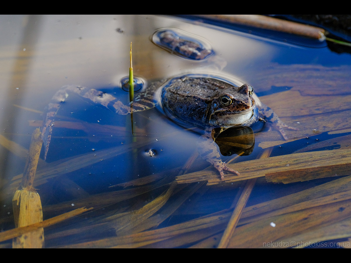 Жаба гостроморда