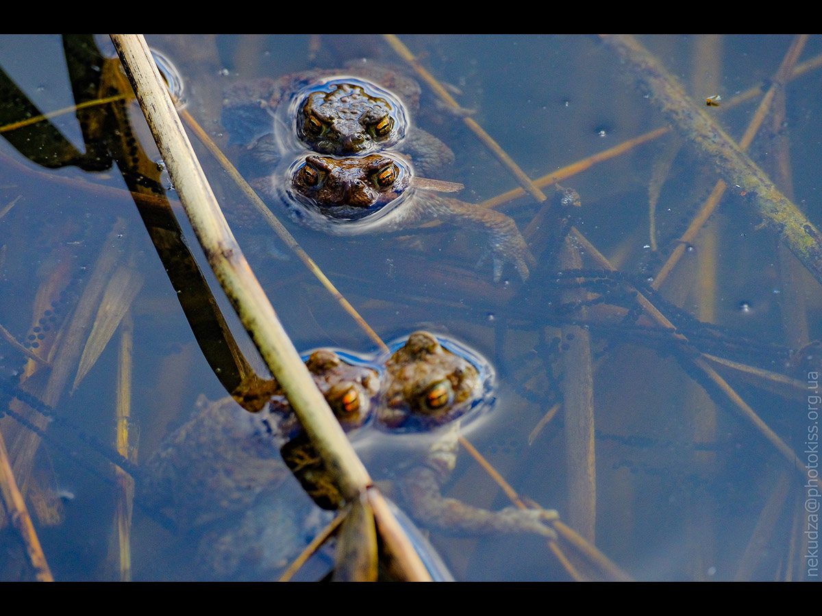Нерест у земноводних