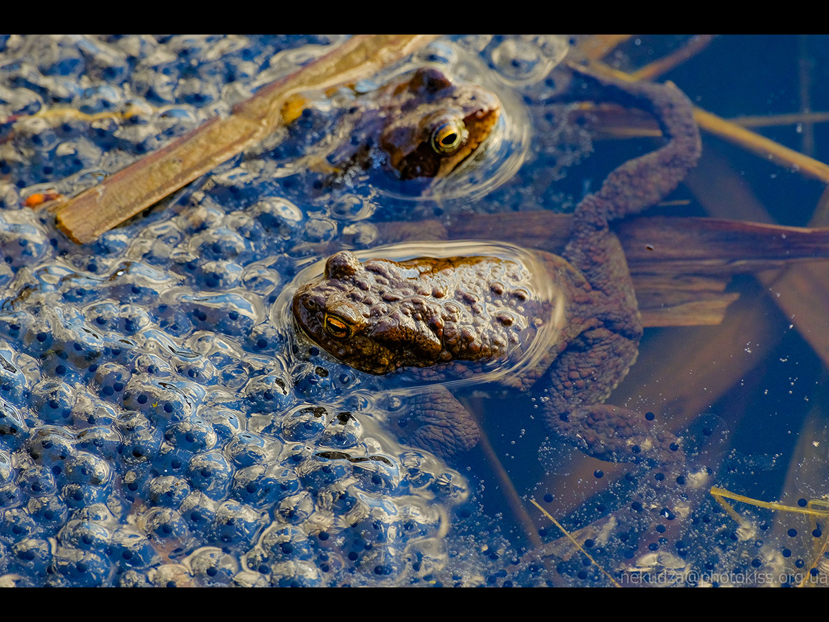 Нерест у земноводних