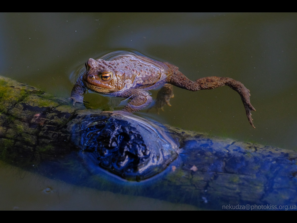 Ропуха звичайна