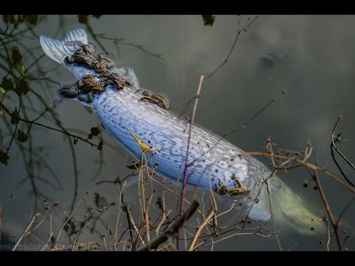 Самці ропухи звичайної на мертвій рибі