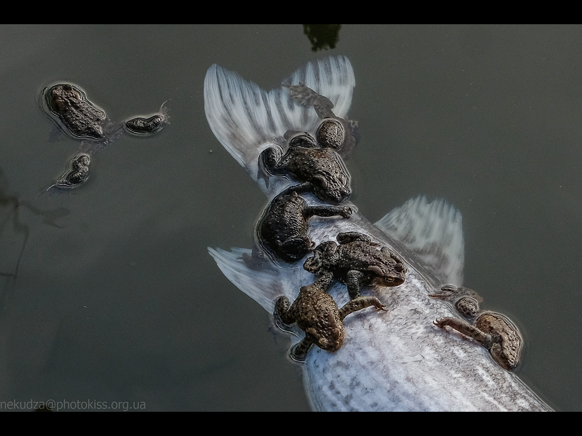 Самці ропухи звичайної на мертвій рибі