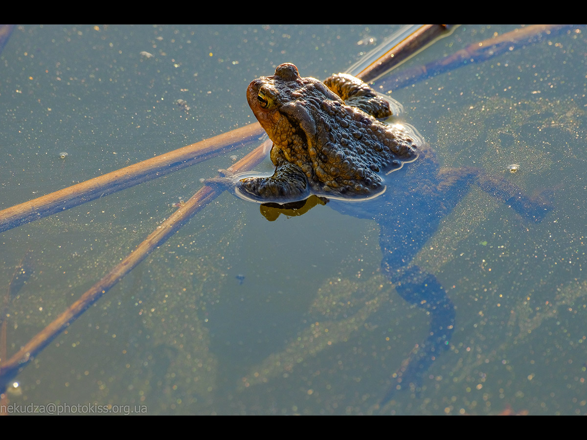 Ропуха звичайна