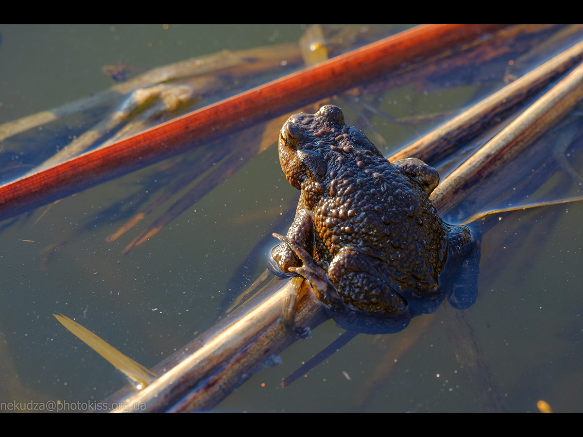 Ропуха звичайна