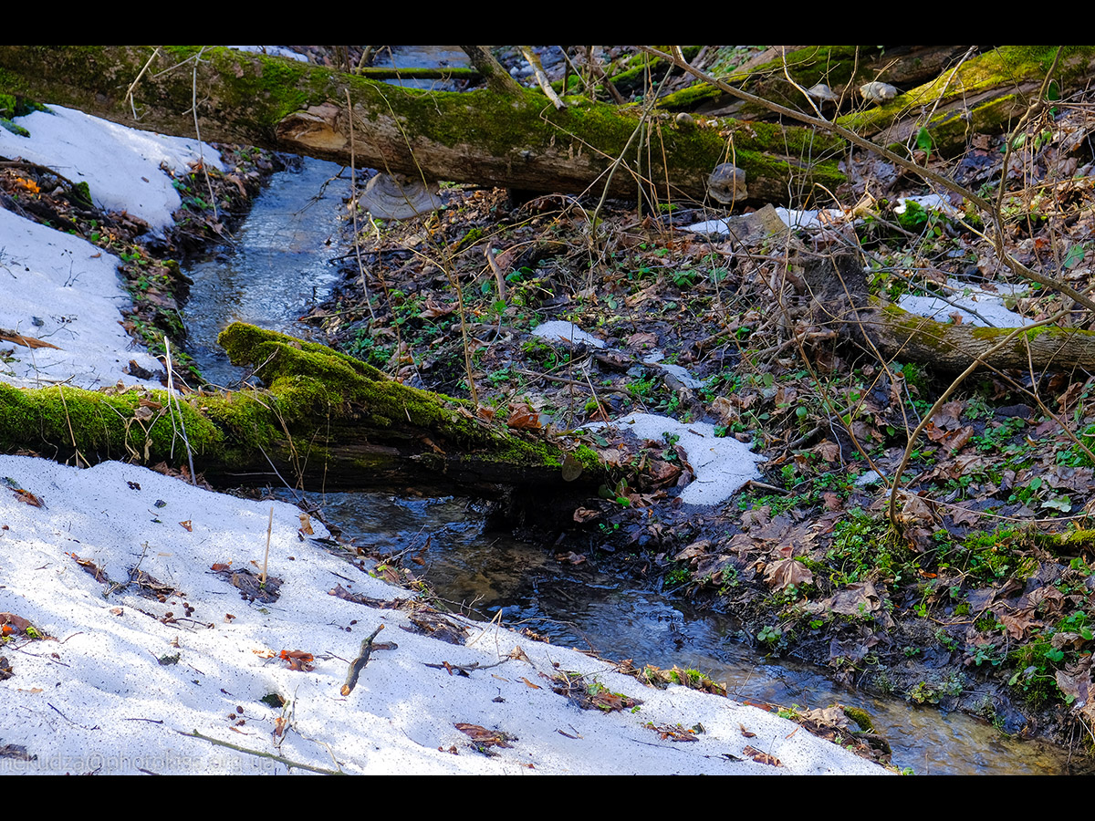 Рання весна в Китаєві