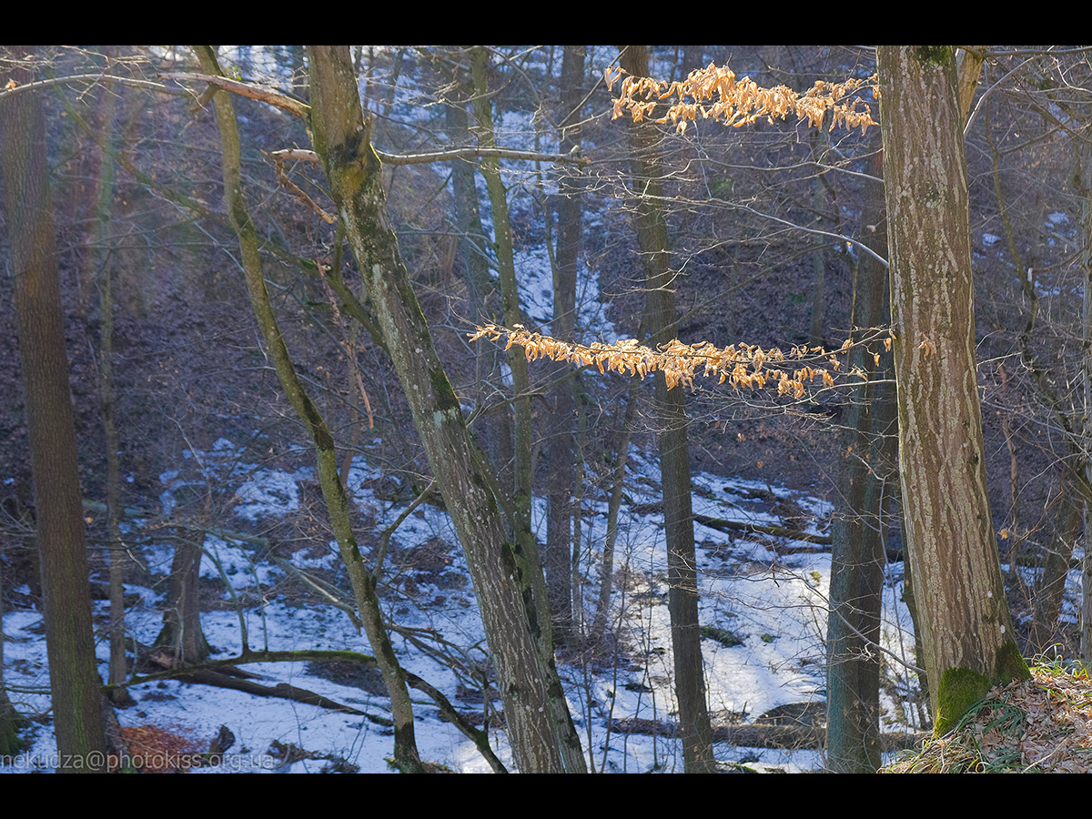 Рання весна в Китаєві