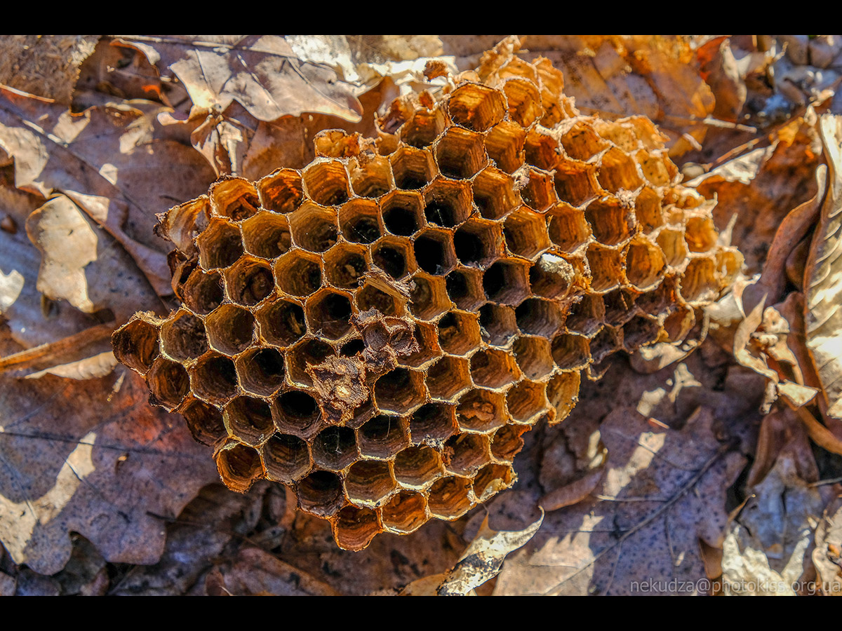 Старе гніздо паперових ос