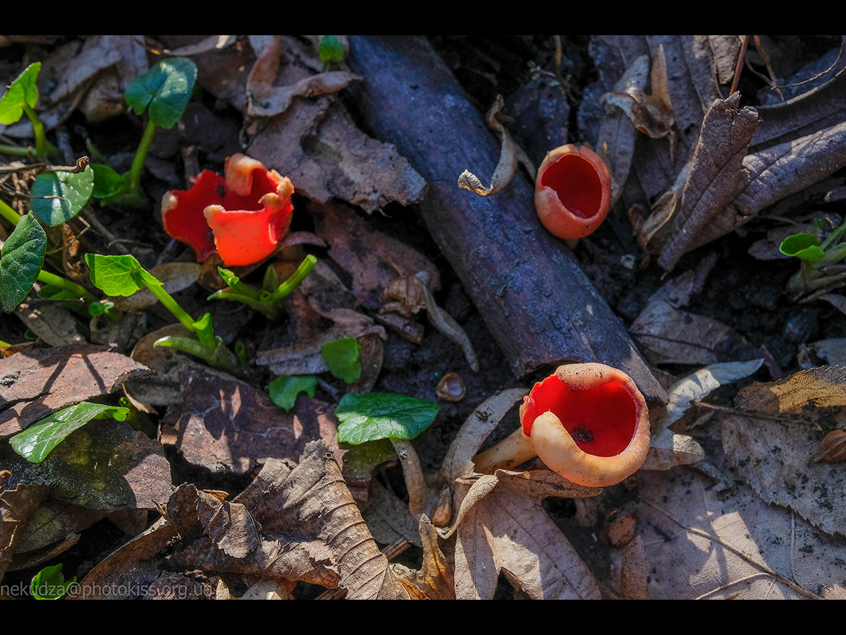 Яскраві чашечки саркоцифи червоної, вона ж "ельфійська чаша"