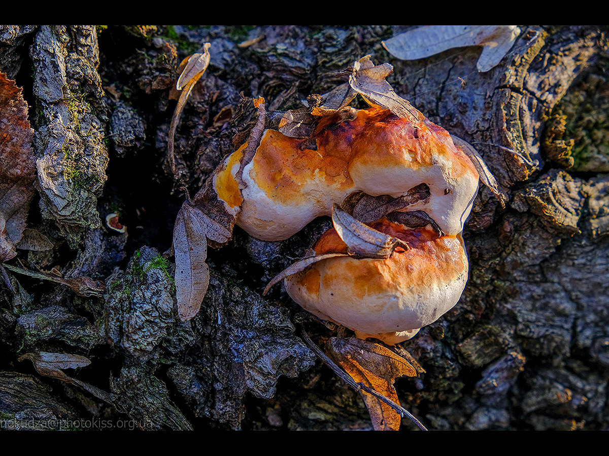 Рання весна в Китаєві