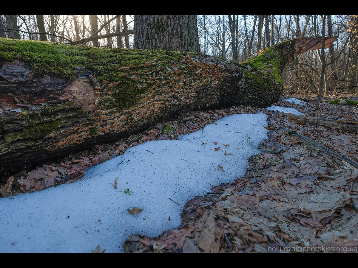 Рання весна в Китаєві
