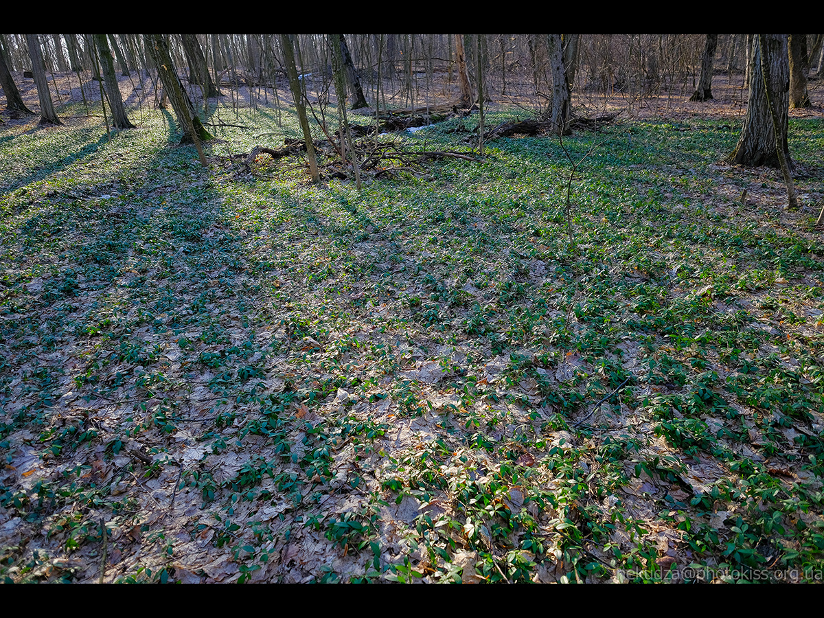 Рання весна в Китаєві