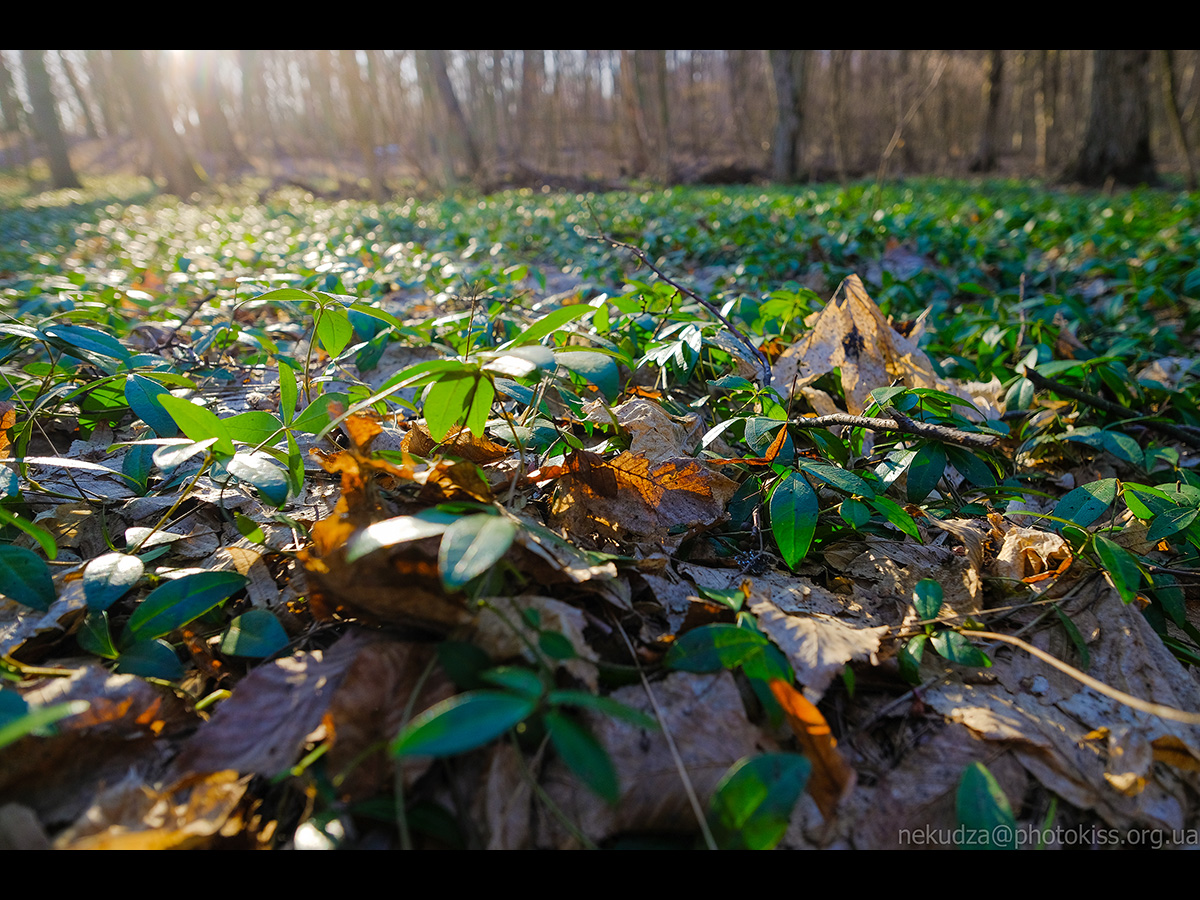 Рання весна в Китаєві