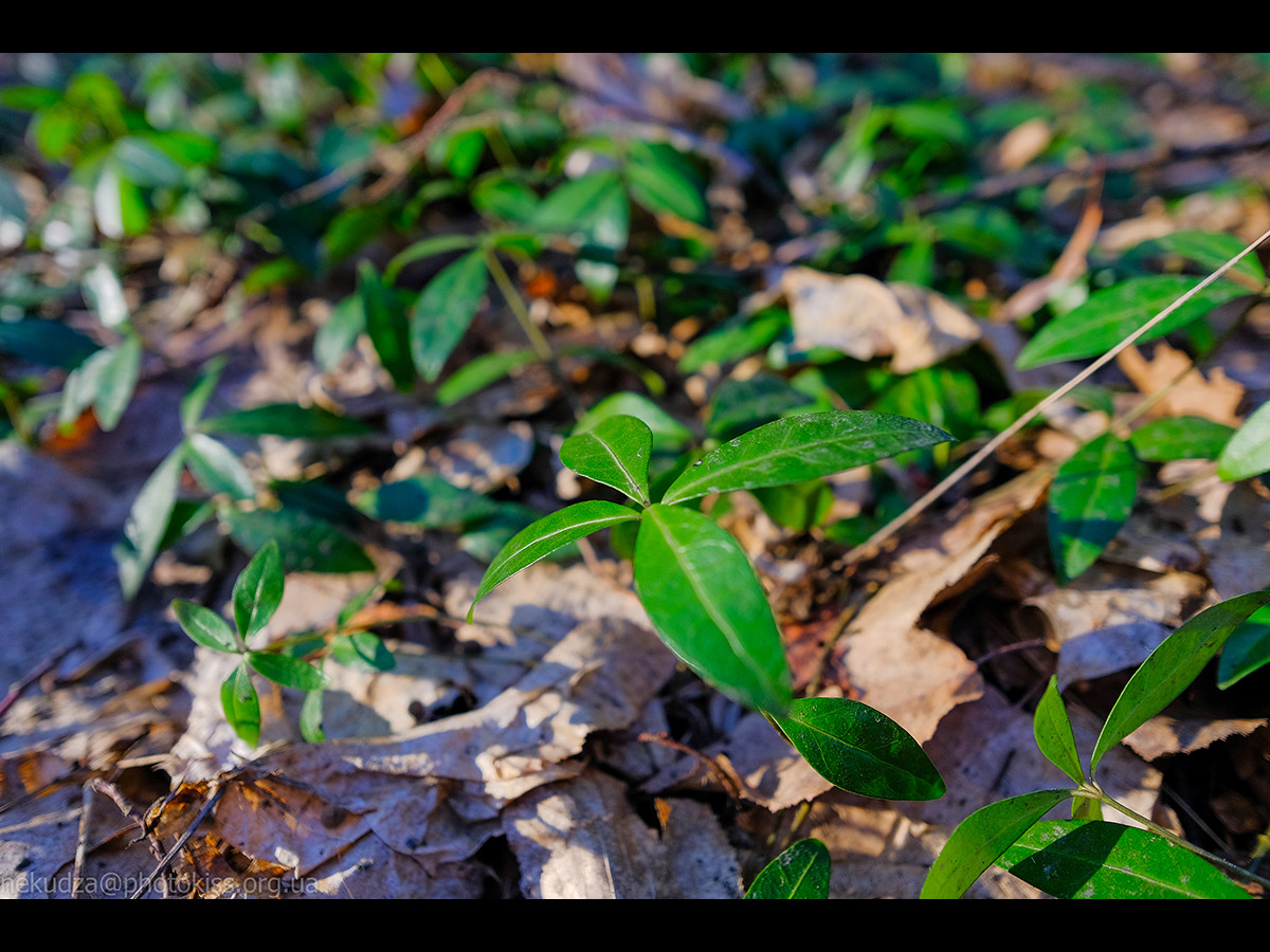 Рання весна в Китаєві