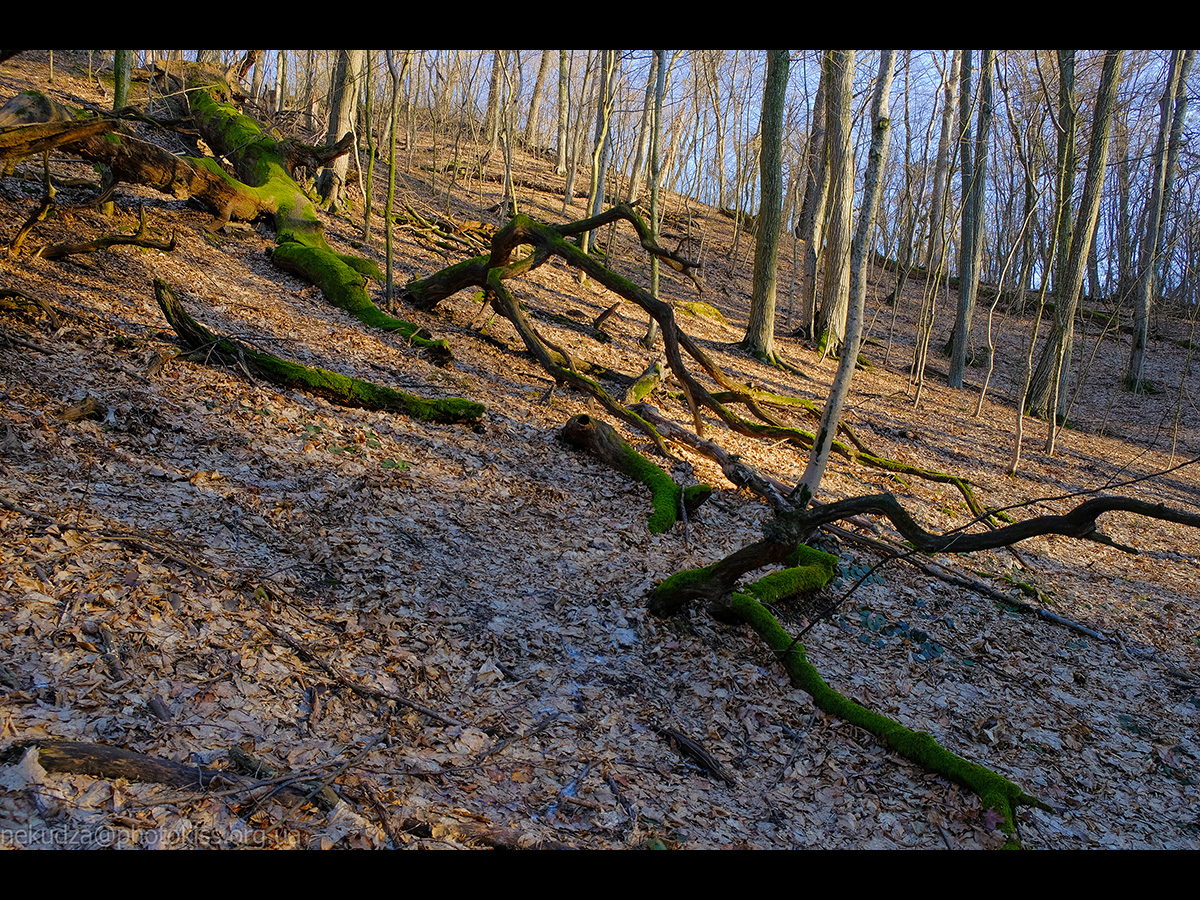 Рання весна в Китаєві