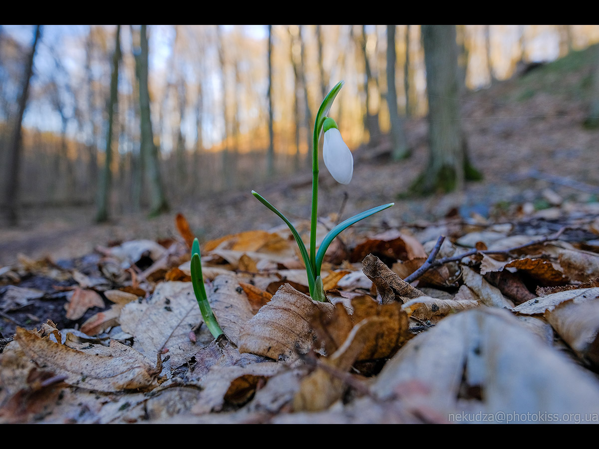 підсніжник