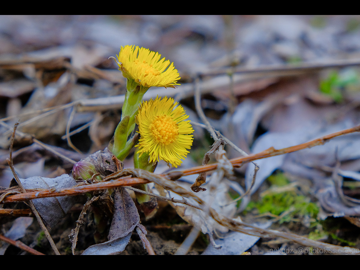 Мати-й-мачуха