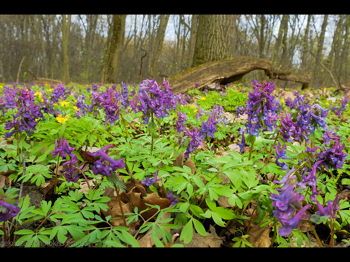 Ряст порожнистий