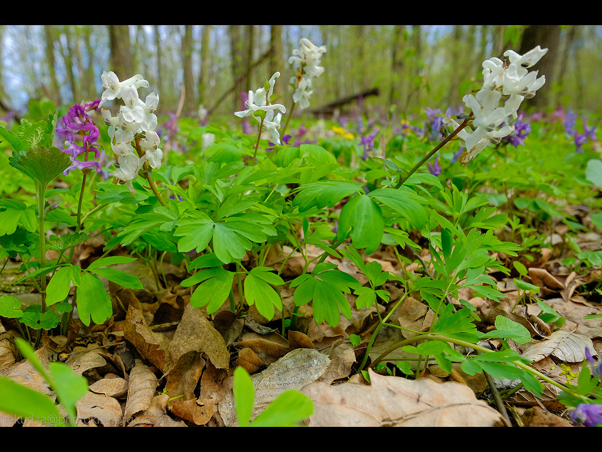Ряст порожнистий