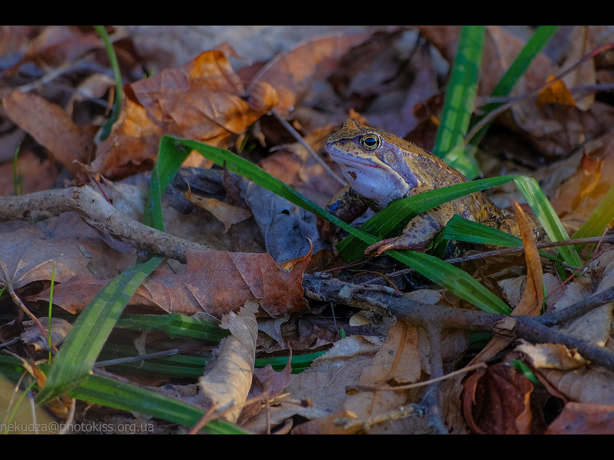 Жаба гостроморда