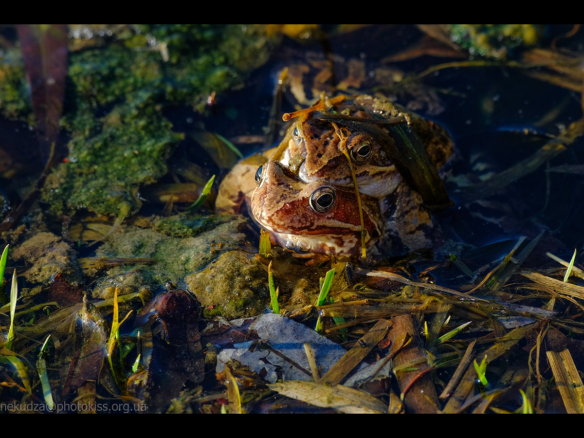 Нерест у земноводних