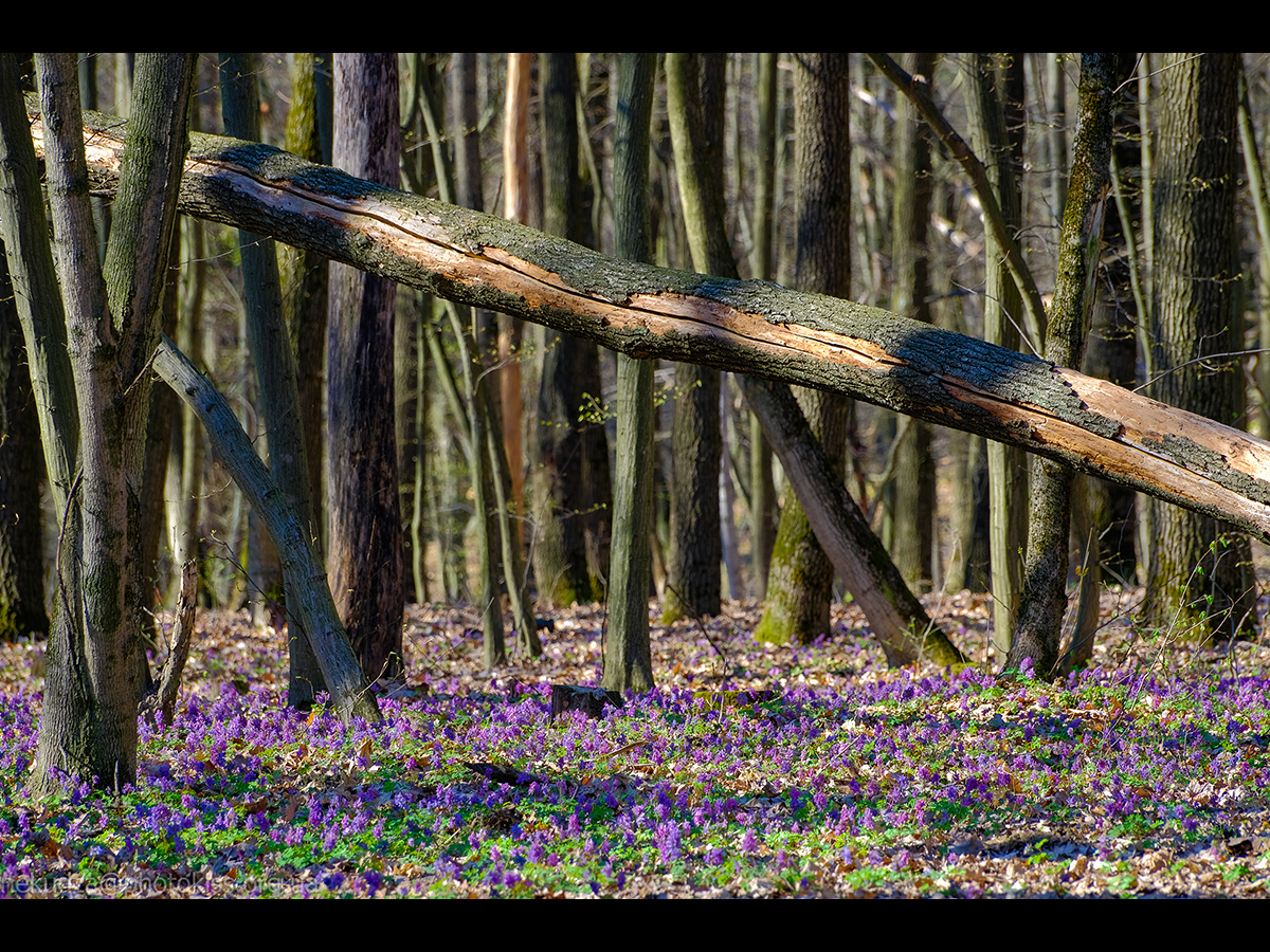 Квітіння рясту порожнистого в Голосіївському лісі