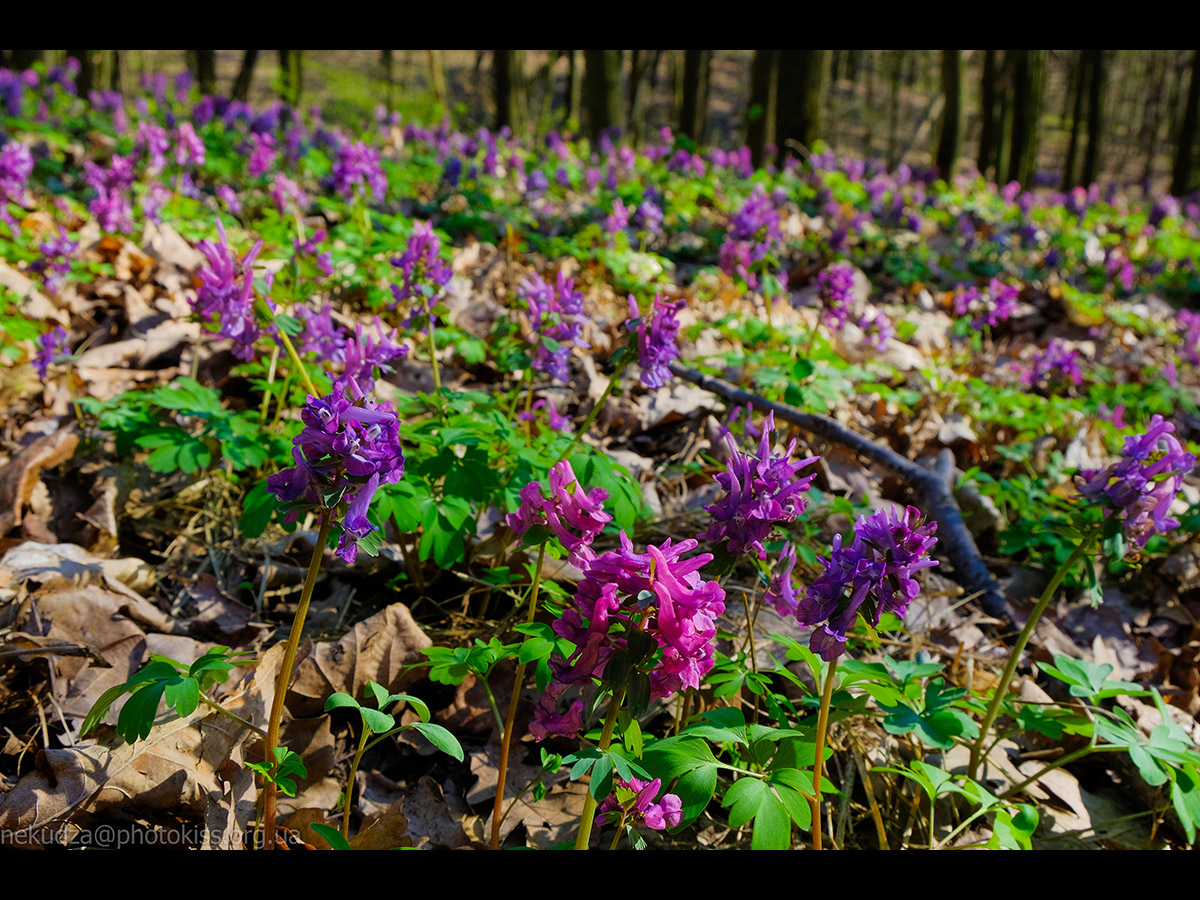 Ряст порожнистий