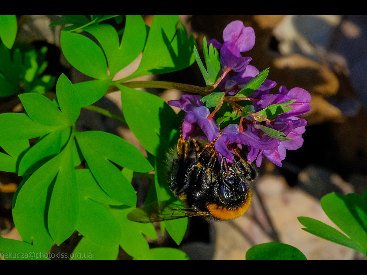 Джміль на квітці рясту