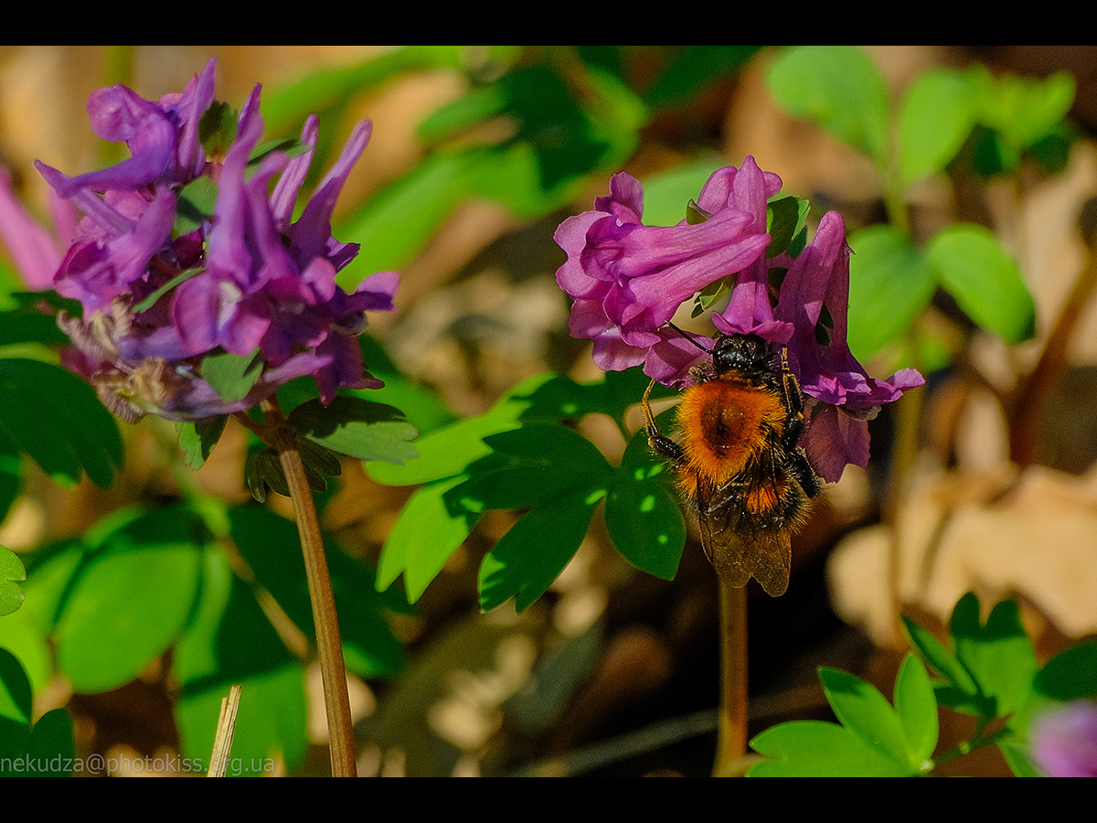 Джміль на квітці рясту