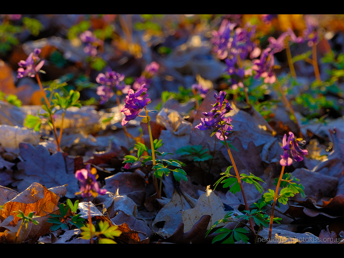 Ряст порожнистий
