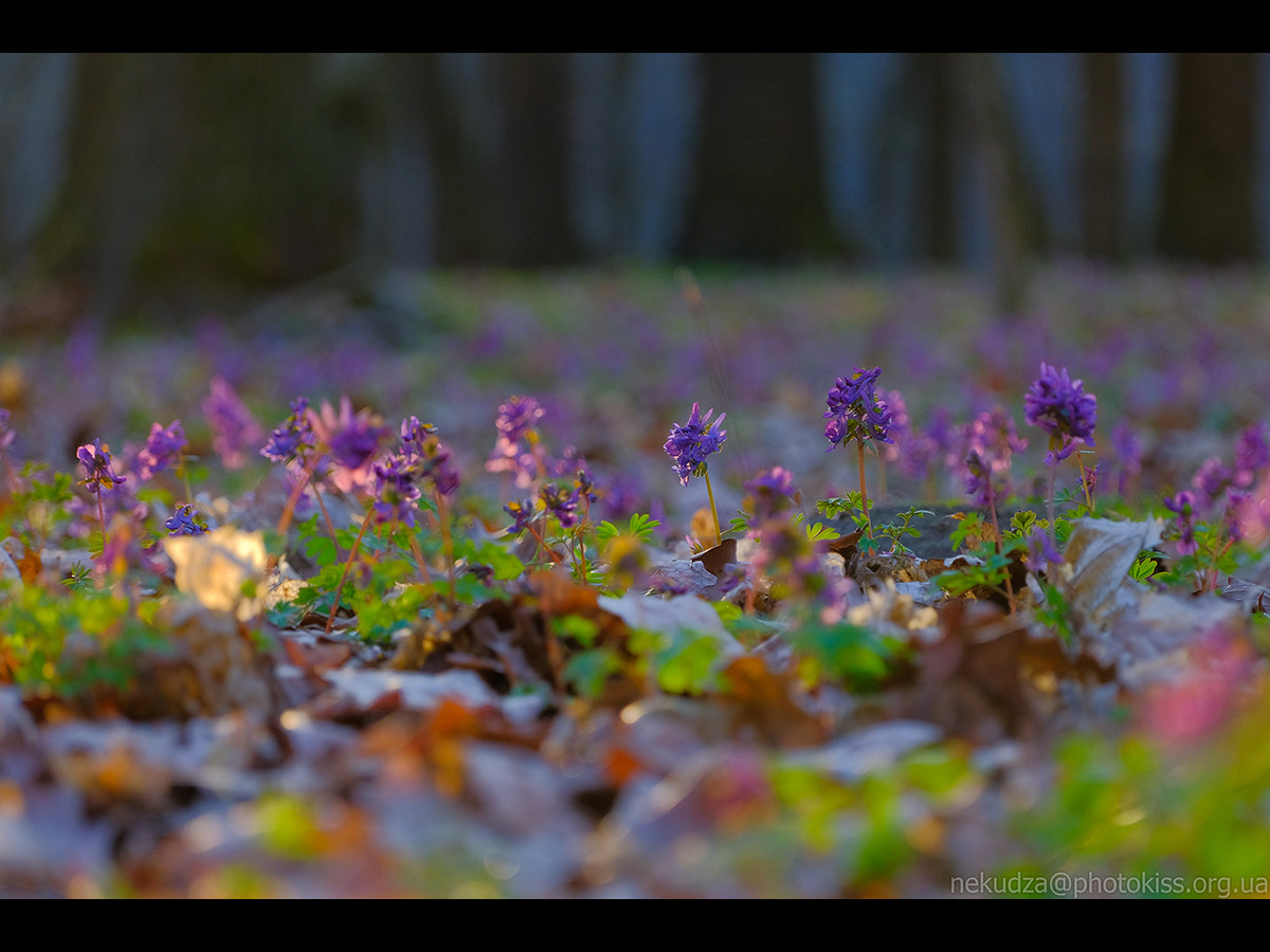 Ряст порожнистий