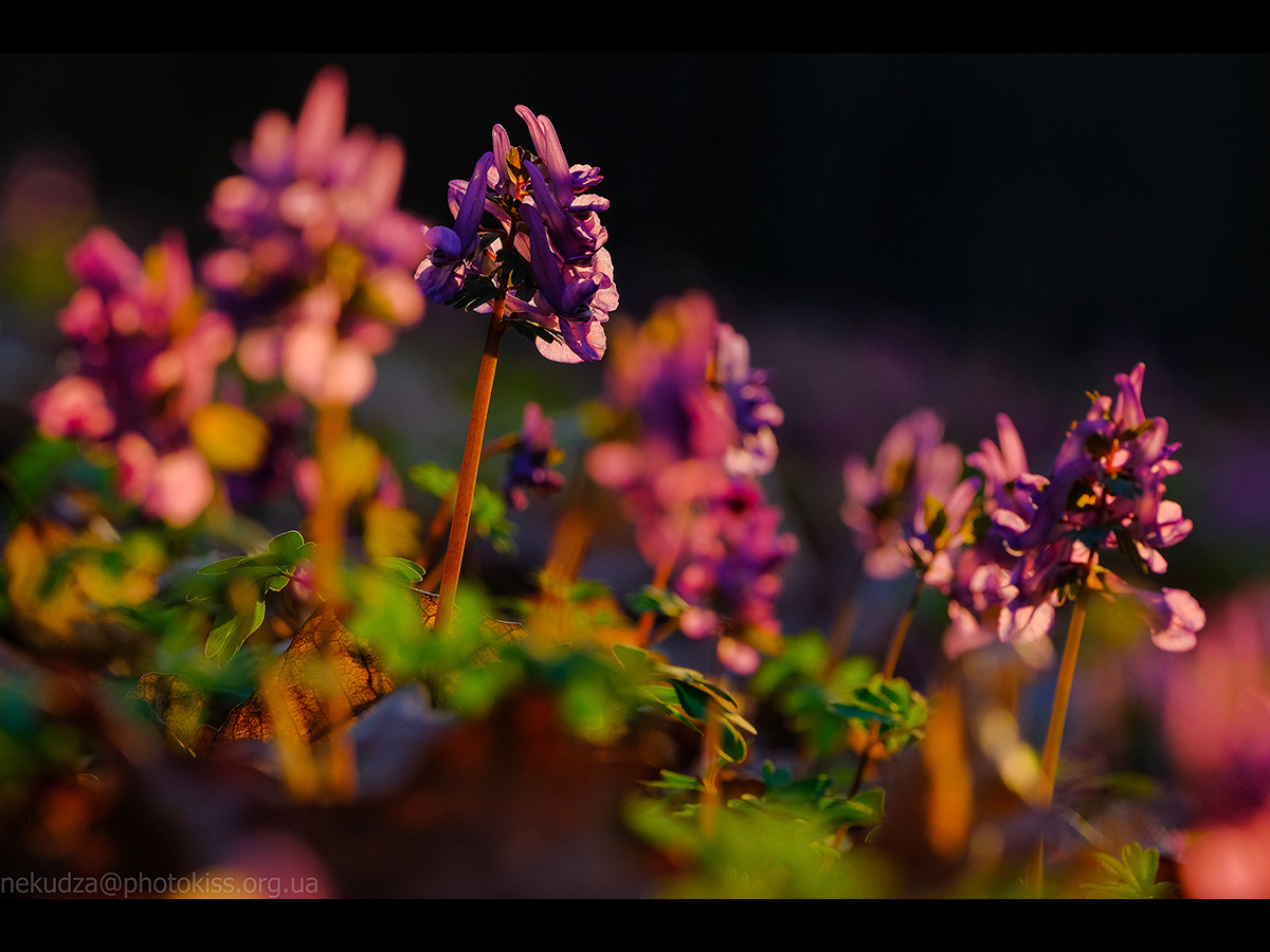 Ряст порожнистий